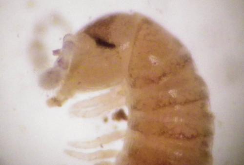 Réf. 272 387 : Proteroiulus fuscus
